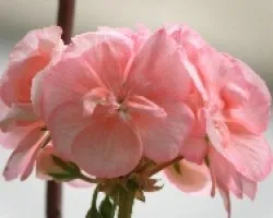 Flor