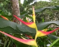 Heliconia wilsonii
