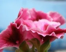 Flor con hormigas