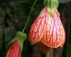 Colgante Rojo