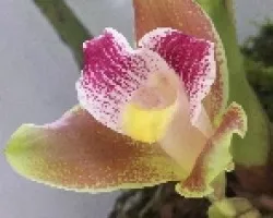 Lycaste