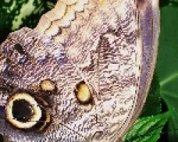 2_Caligo_illiioneu