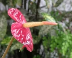 Antuario Rojo
