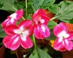 Las humildes chinitas