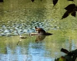 Tortuga de agua dulce