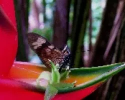Eueides vibilia vialis