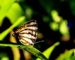Mariposa en mi jardín
