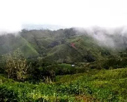 Fincas Cerro Zapote Coto Brus