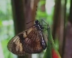 Mariposa posando en heliconia