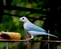 Blue gray tanager
