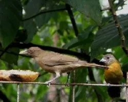 Dos aves en mi comedero