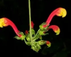 Piña de gallito ( floresde montaña )