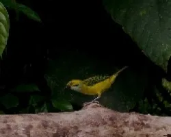 Tangara icterocephala