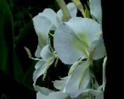 Flor de los potrros