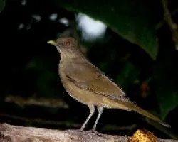 Turdus grayi