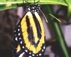 Lycorea cleobaea atergatis. Metamorfosis