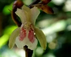 Orquidea de 1centimetro