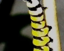 Oruga de Lycorea cleobaea atergatis