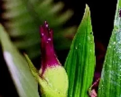 Sobralia