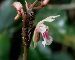Orquidea diminuta con guardian