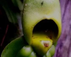 Oquidea Catasetum