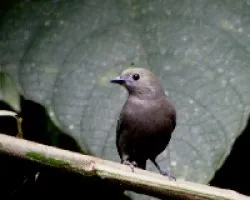 Thraupis palmarum