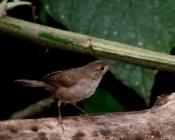 Pajarillo
