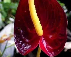 Anturio rojo del jardin de mi madre
