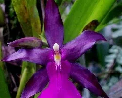 Otra orquidea