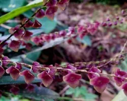 Otra orquidea del jardín de mi madre