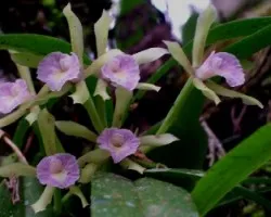 Orquidea moradita.