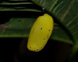 Pupa de Lycorea