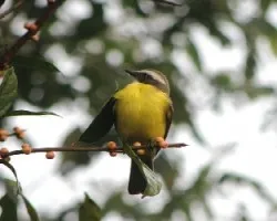 Pecho amarillo