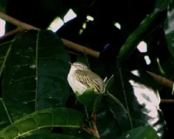 Zimmerius vilissimus