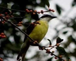 Great Kiskadee