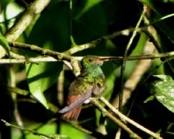  Rufous-tailed Hummingbird