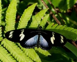 Heliconius doris