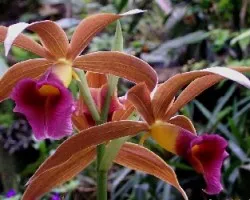 Otra Orquidea
