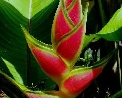 Heliconia