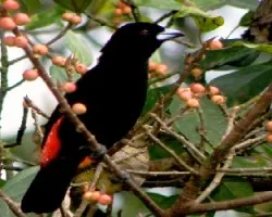 Sargento CherrieÃ‚Â´s tanager.