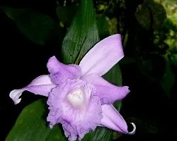 Orquidea,Sobralia.  