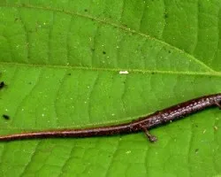 Salamandra.
