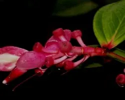Flores en la selva..
