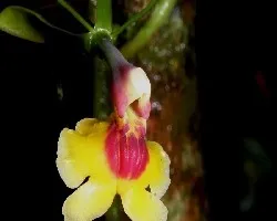 Orquidea Epidendrum