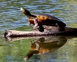 Tortuga tomando el sol
