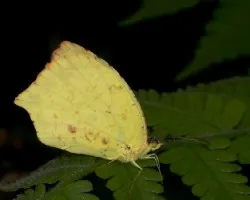 Pieridae.Phoebis Rurina