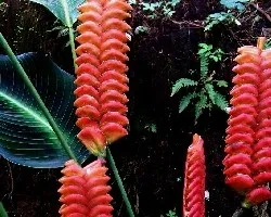 Platanilla