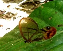 Satyrinae.Cithaerias menander