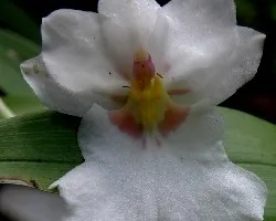 Orquidea.Miltonia