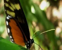 Ithominae.Godyris zygia.